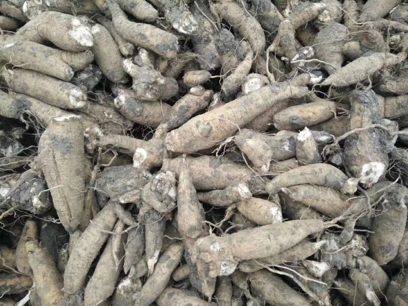 玄参芽玄参种苗玄参苗玄参芽头玄参种芽
