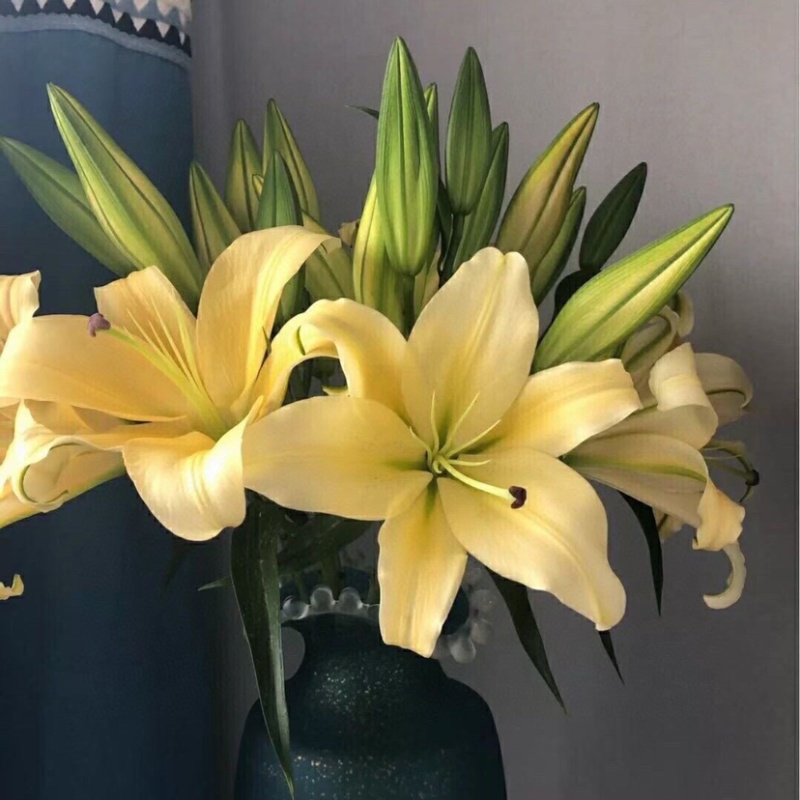 包邮10支各色香水百合鲜切花水养鲜花百合批发一件代发