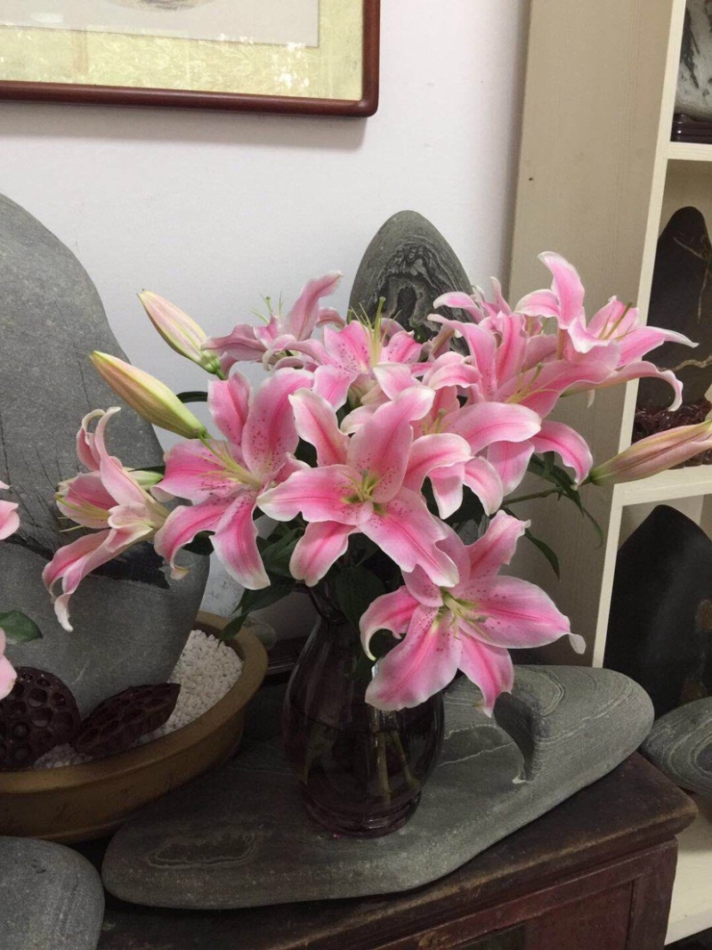 包邮10支各色香水百合鲜切花水养鲜花百合批发一件代发