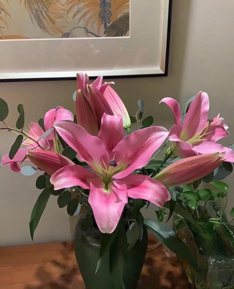 包邮10支各色香水百合鲜切花水养鲜花百合批发一件代发