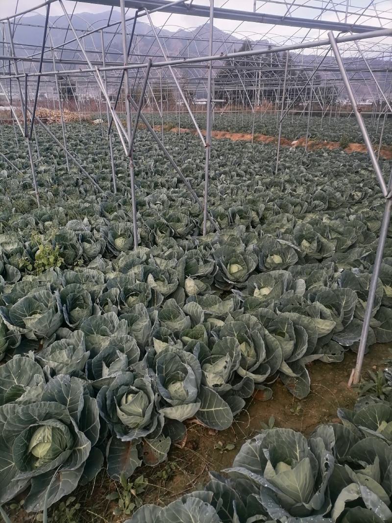 莲花白基地直发，价格美丽，可视频看货，欢迎来电