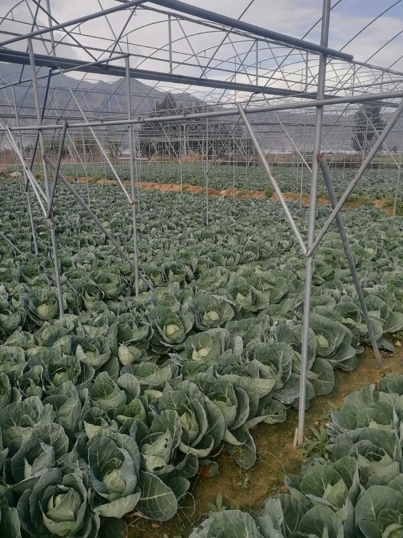 莲花白基地直发，价格美丽，可视频看货，欢迎来电