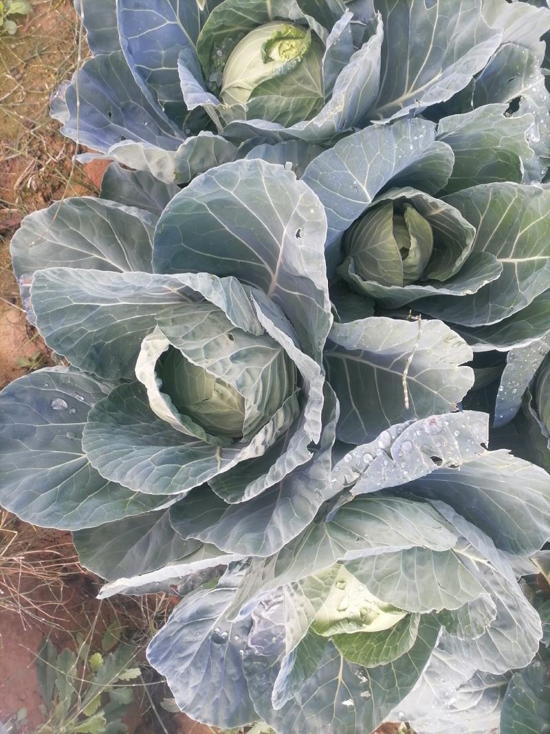 莲花白基地直发，价格美丽，可视频看货，欢迎来电