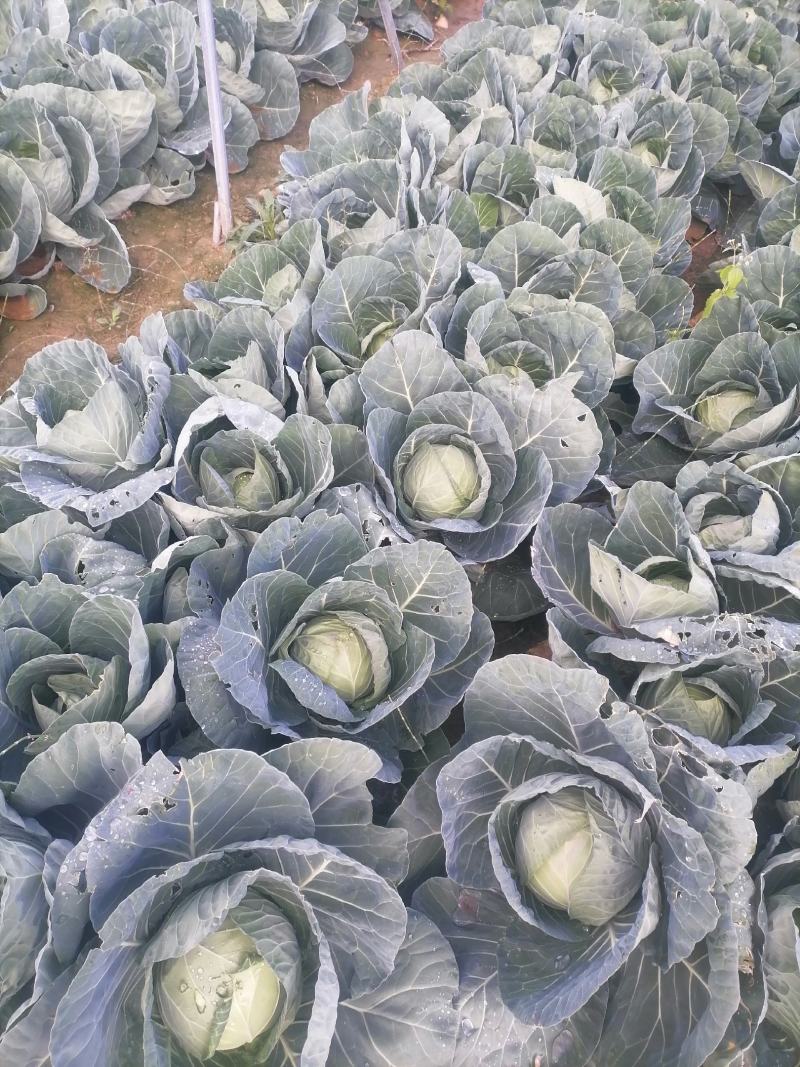 莲花白基地直发，价格美丽，可视频看货，欢迎来电