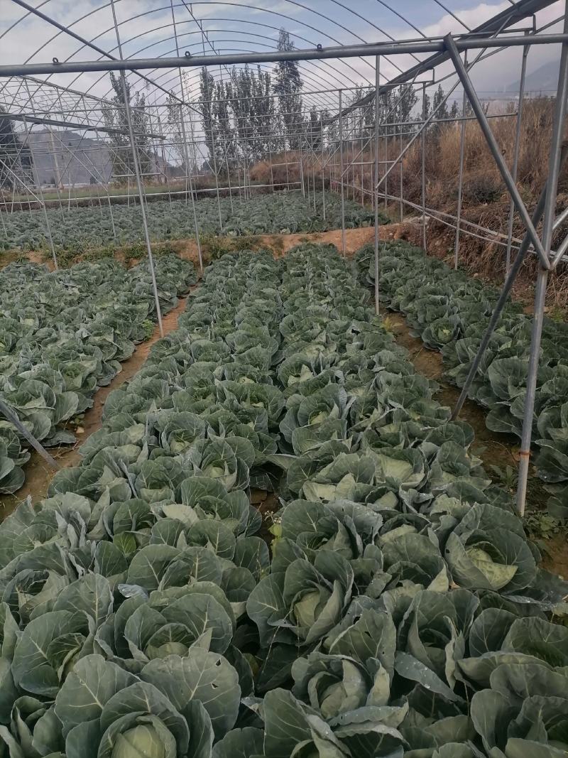 莲花白基地直发，价格美丽，可视频看货，欢迎来电