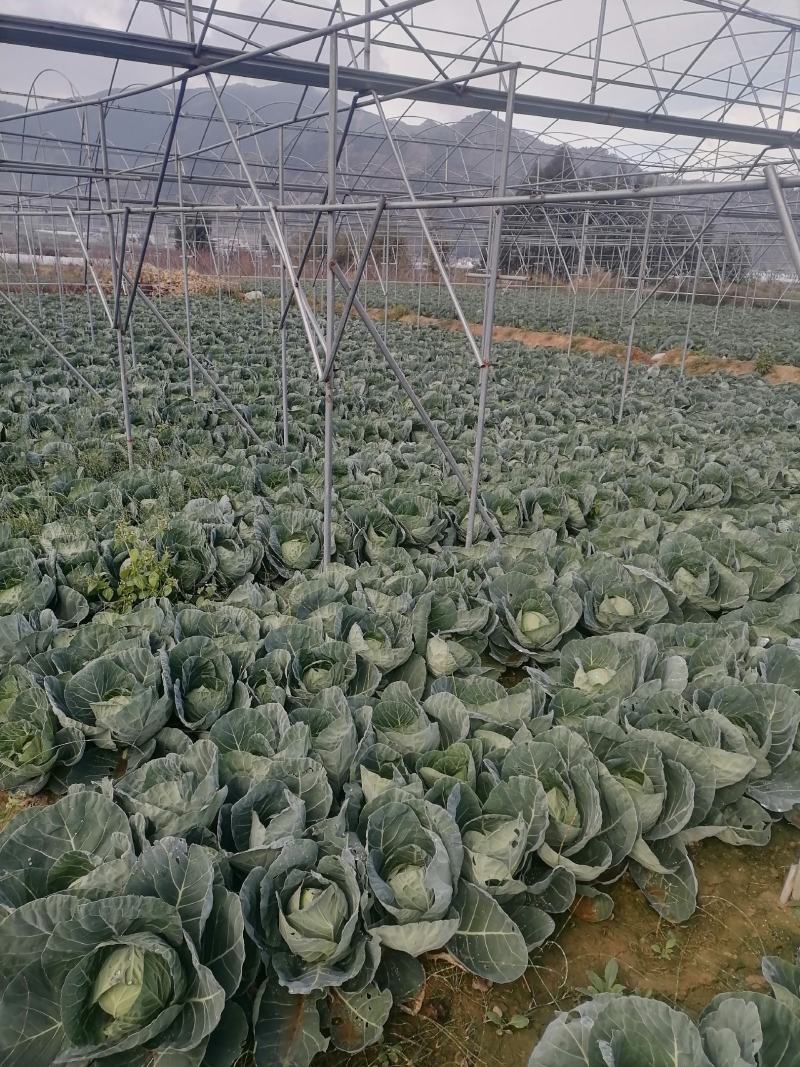 莲花白基地直发，价格美丽，可视频看货，欢迎来电