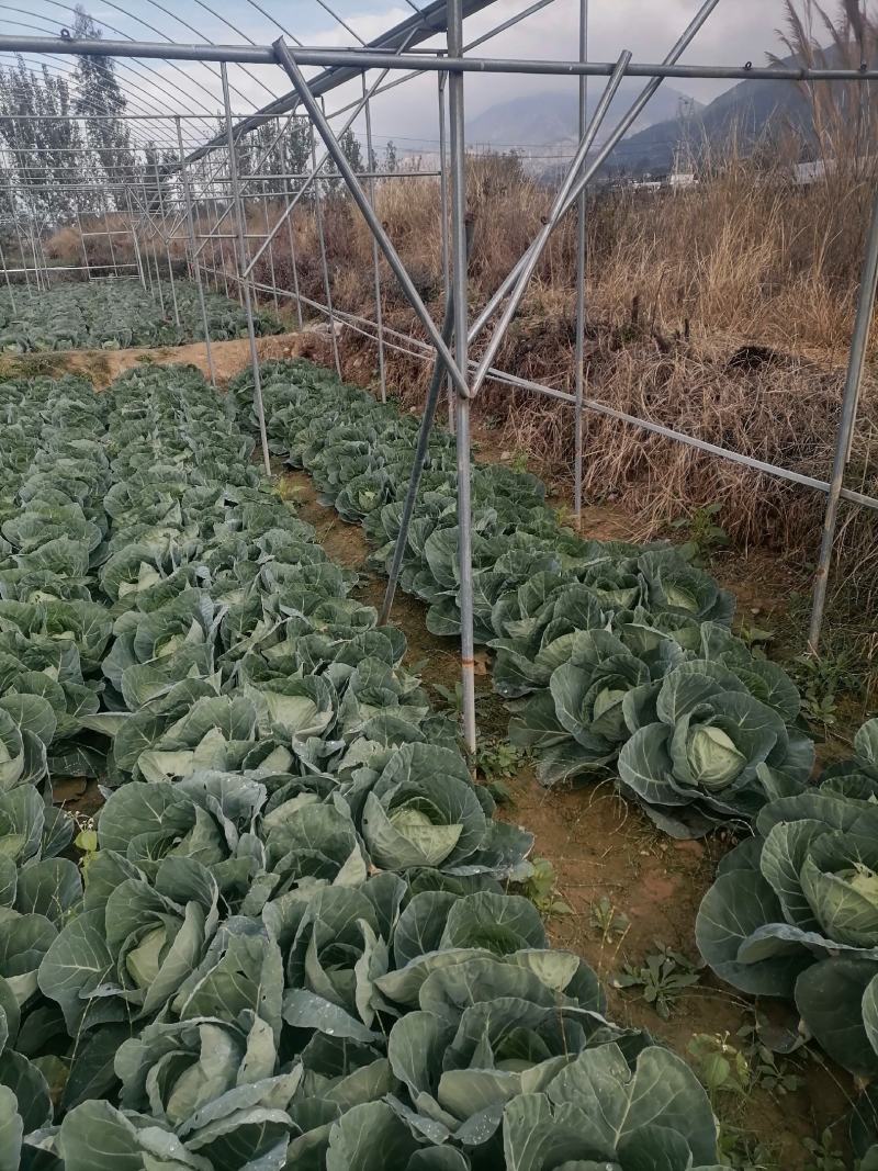 莲花白基地直发，价格美丽，可视频看货，欢迎来电