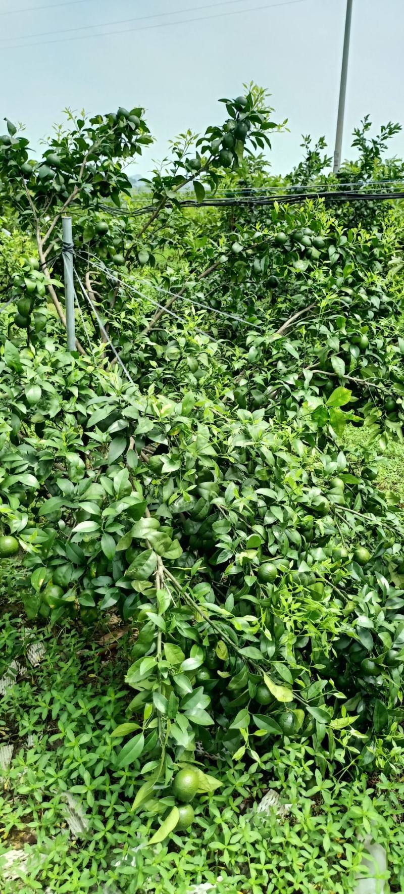 广西沃柑苗基地直供大量现货供应欢迎老板前咨询
