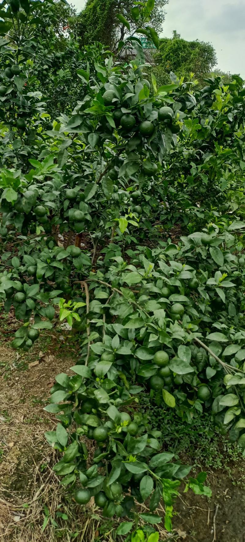 广西沃柑苗基地直供大量现货供应欢迎老板前咨询