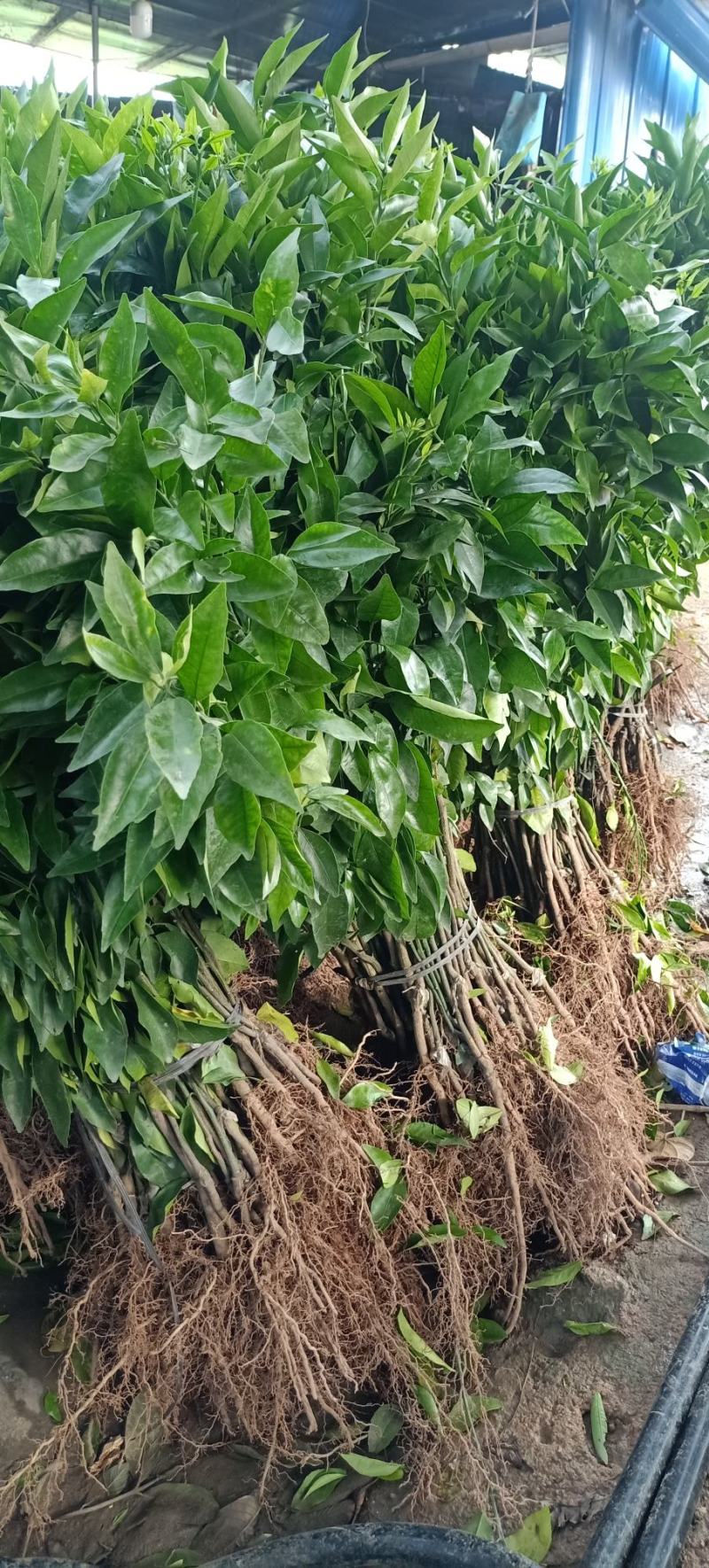 广西沃柑苗基地直供大量现货供应欢迎老板前咨询