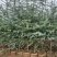 雪松树苗，大小规格，大量出售，量大从优，