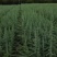 雪松树苗，大小规格，大量出售，量大从优，