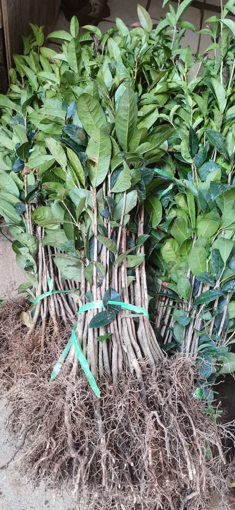 供应桂花苗一至三年生的桂花小苗八月桂树苗金桂苗占地绿化树