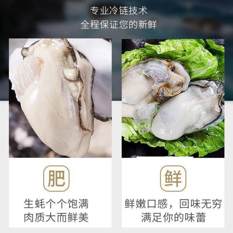 【顺丰】福建新鲜生蚝鲜活整箱牡蛎蒜蓉海鲜水产多规格包邮