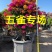 泰国五雀三角梅三角梅盆景多色三角梅勒杜鹃九重葛