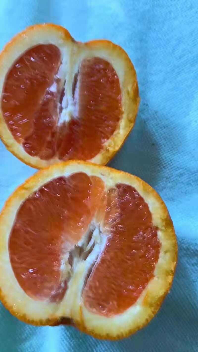秭归中华红血橙，红橙，肉质细腻，看园订货