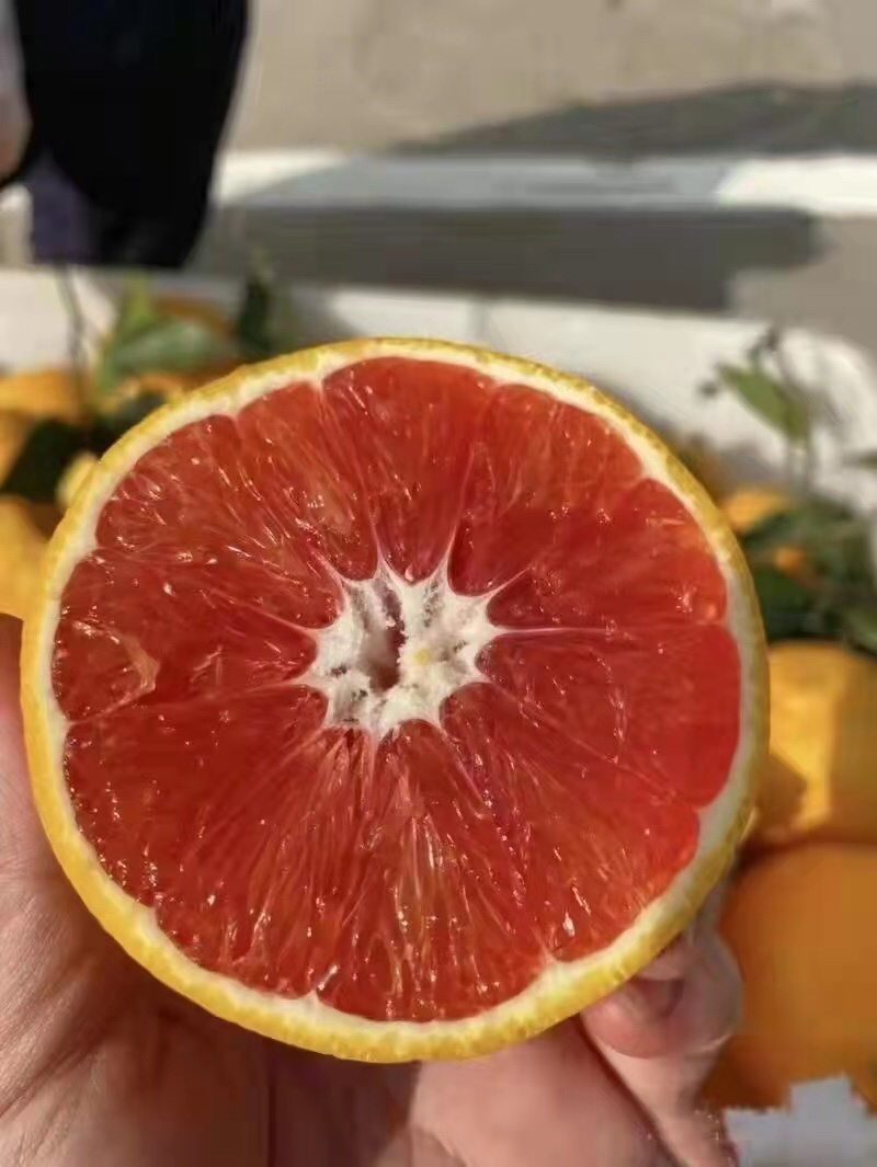 秭归中华红血橙，红橙，肉质细腻，看园订货