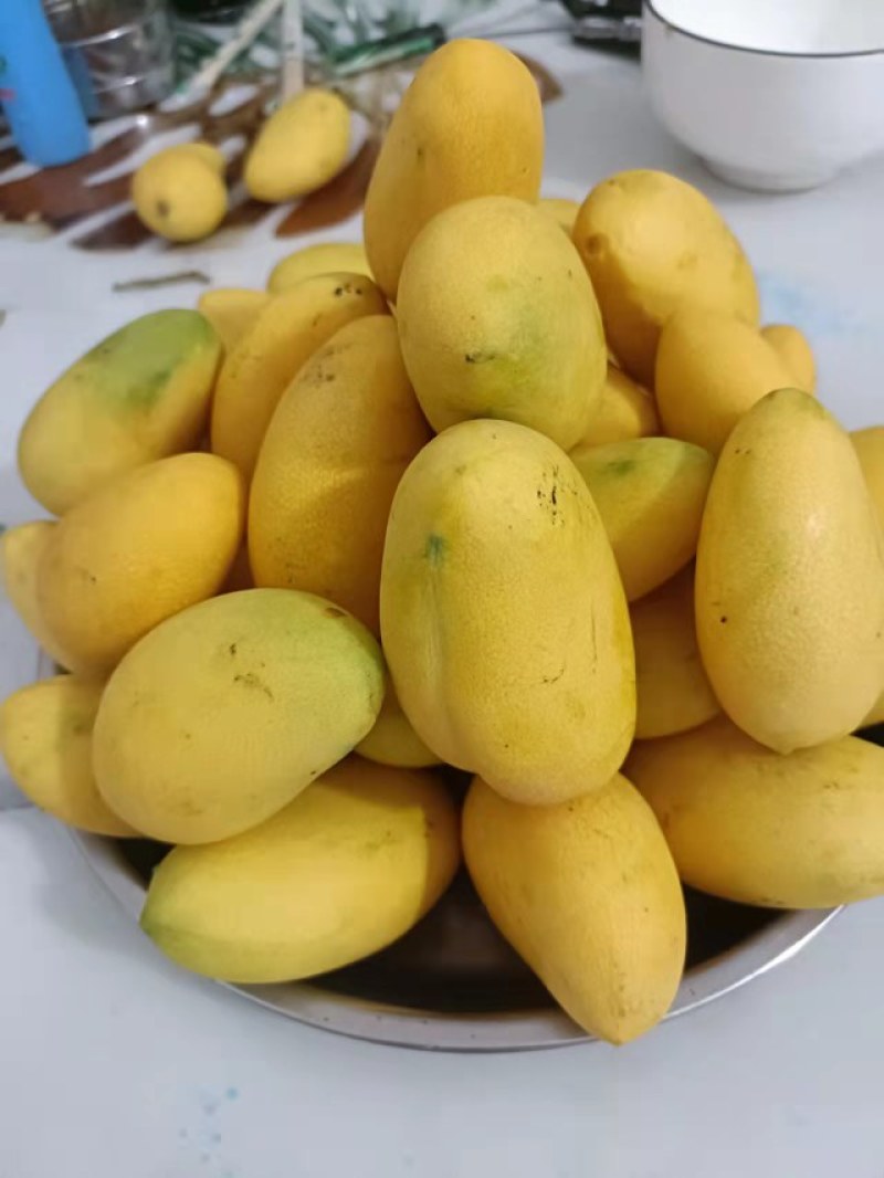 海南三亚热带芒果小台芒