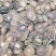 正宗化州化橘红批发零售全国(2.2cm-2.4cm)