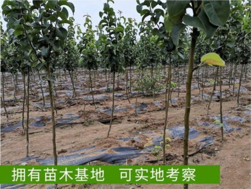 新品种嫁接梨树苗阿巴特梨树苗长颈葫芦形早熟香梨苗西洋梨树