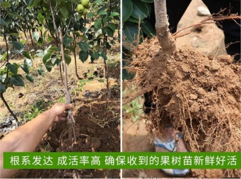 新品种嫁接梨树苗阿巴特梨树苗长颈葫芦形早熟香梨苗西洋梨树