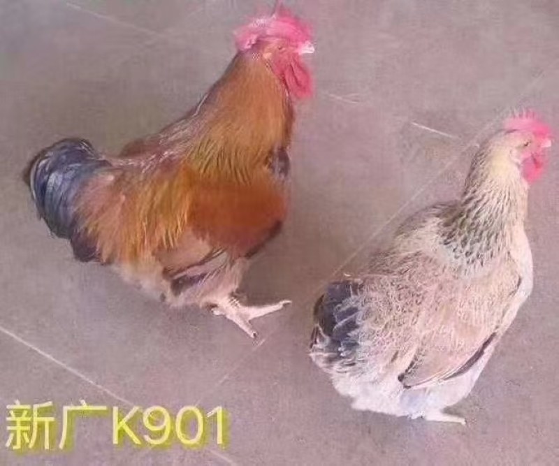 鸡苗肉鸡苗K9肉鸡苗K901可养九斤以上诚信经营优选