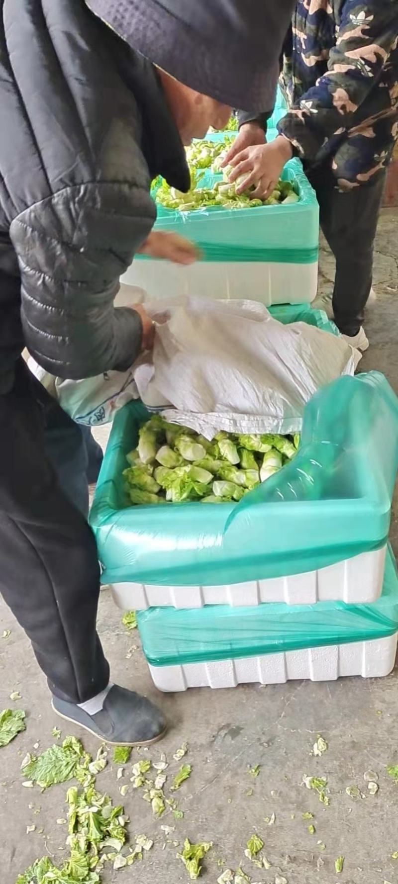 基地儿菜，大量供应，精品包装，可发全国市场，脆嫩可口