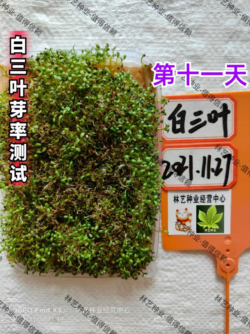 三叶草种子白三叶草籽红三叶草籽四季青草坪牧草果园绿肥