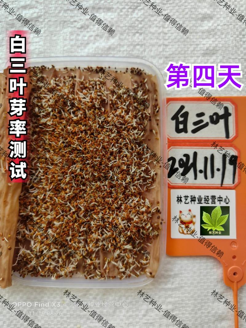 三叶草种子白三叶草籽红三叶草籽四季青草坪牧草果园绿肥