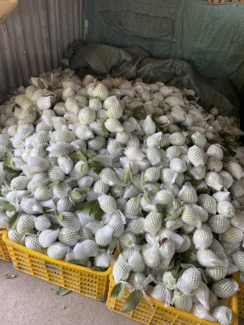 白心芭乐大量有货