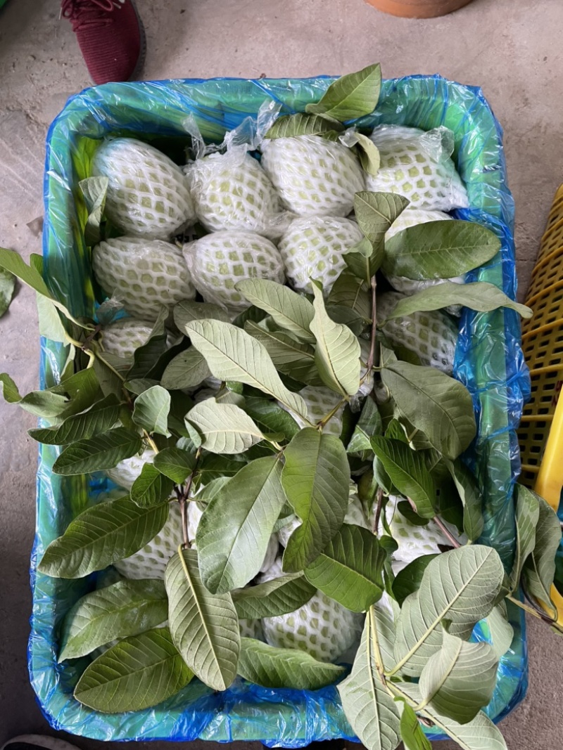 白心芭乐大量有货