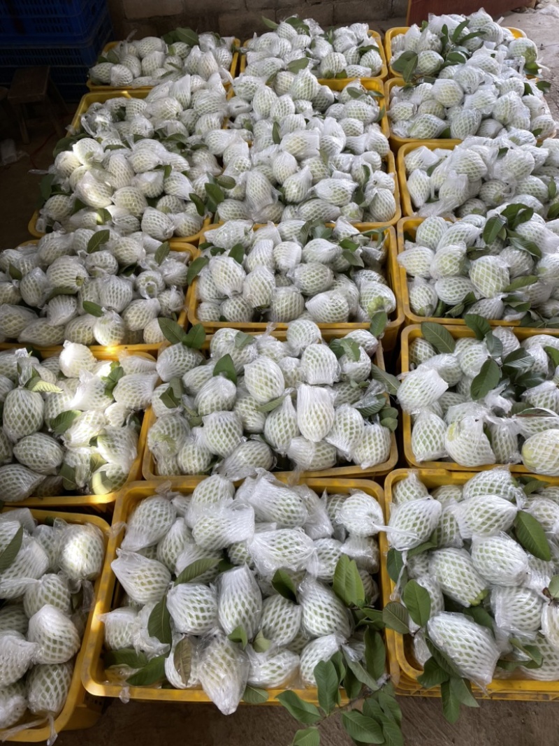 白心芭乐大量有货