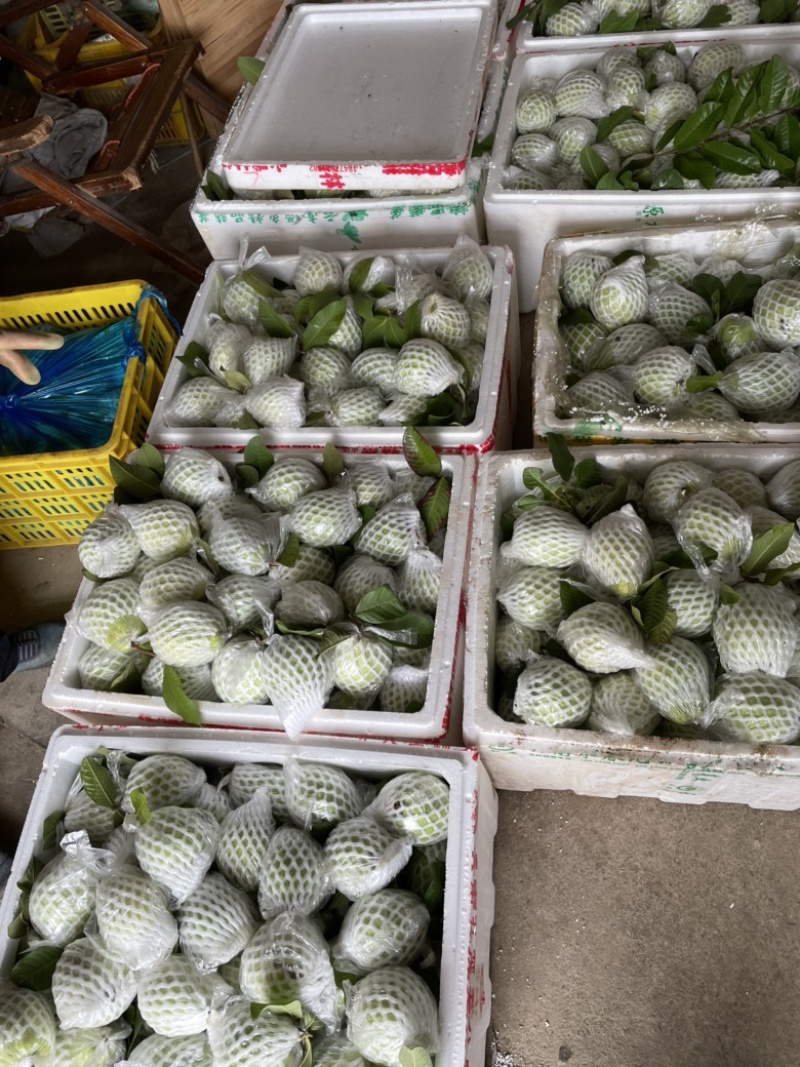 白心芭乐大量有货
