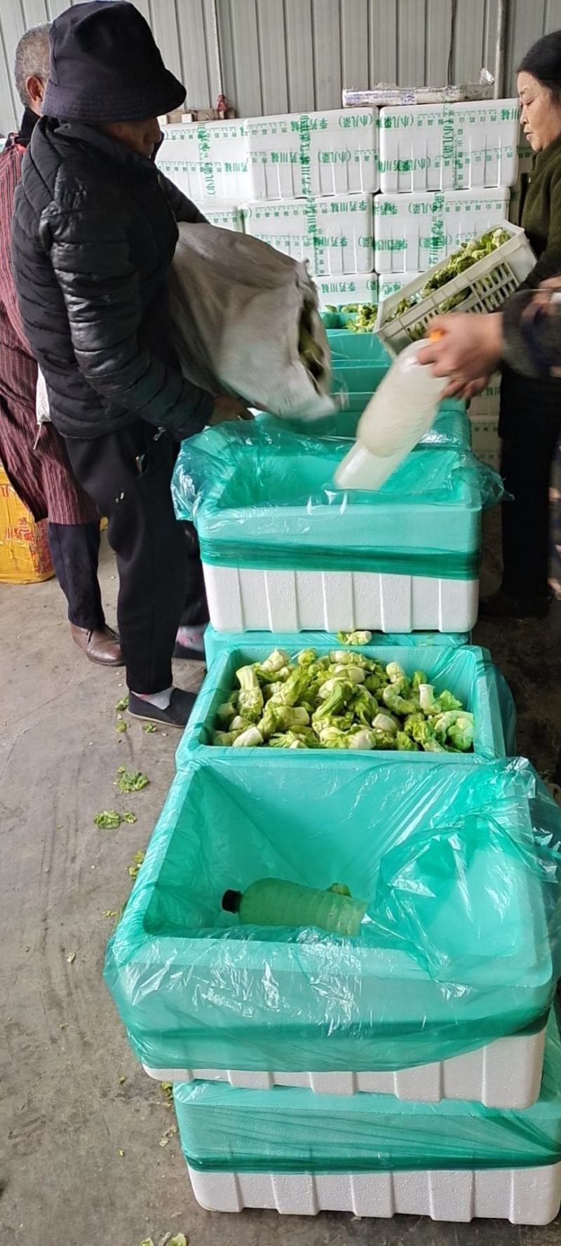 四川精品儿菜，手工挑选，市场商超直供货量充足品质优先
