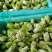 四川精品儿菜，手工挑选，市场商超直供货量充足品质优先
