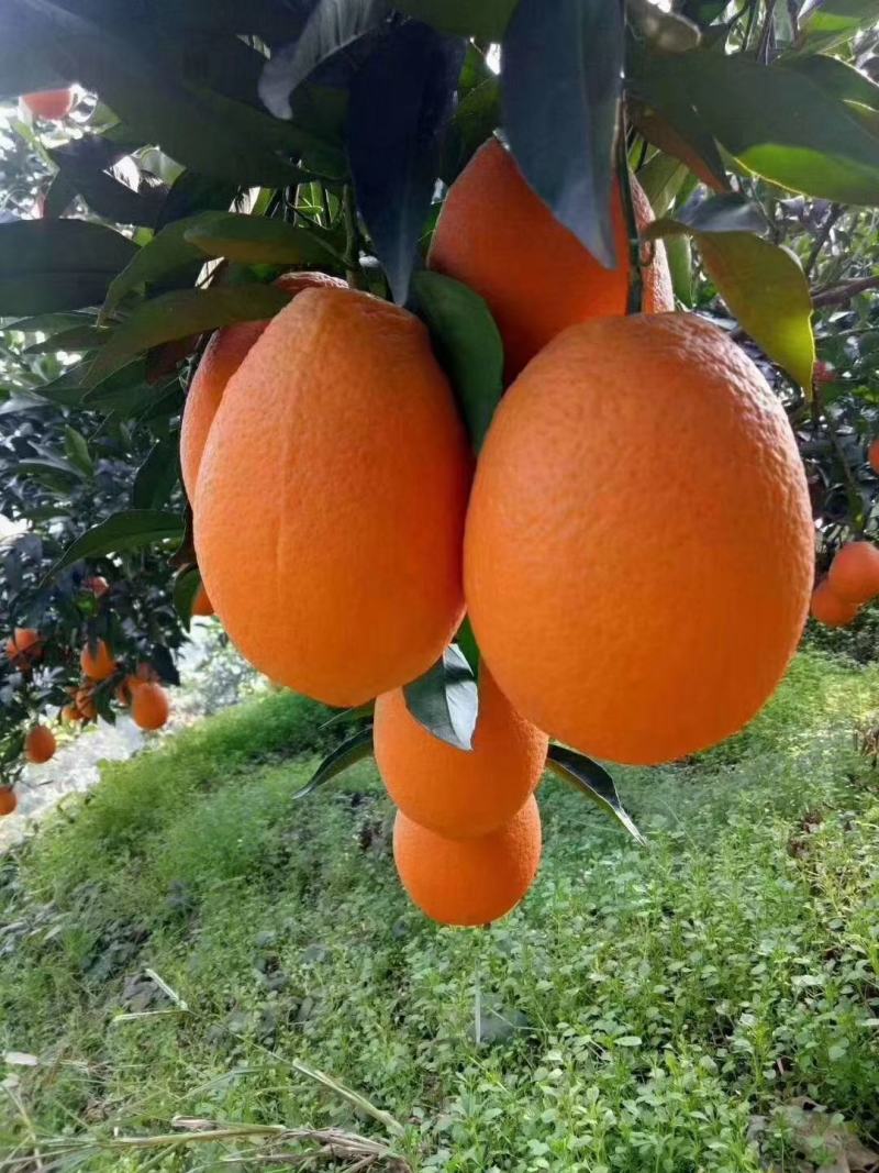 长虹口感甜水分足，电商，社团超市市场外贸出口