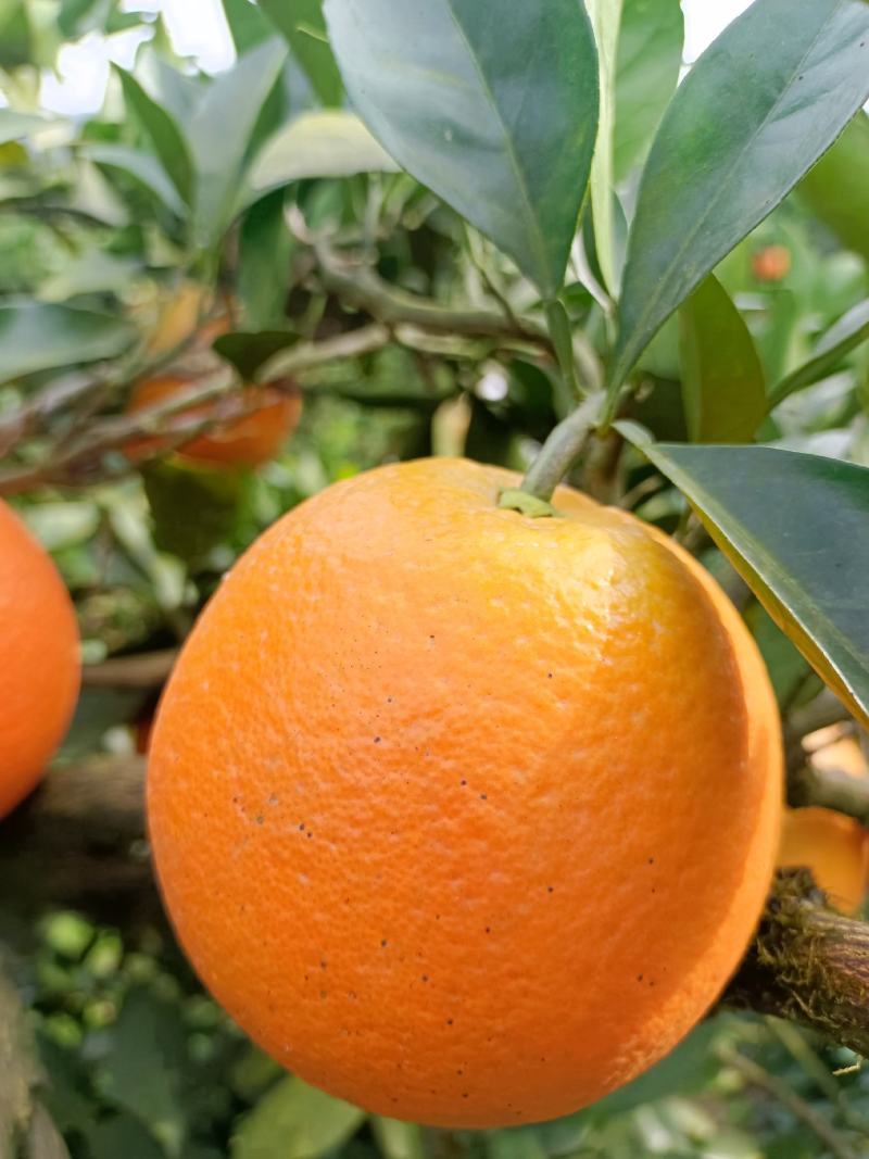 长虹口感甜水分足，电商，社团超市市场外贸出口