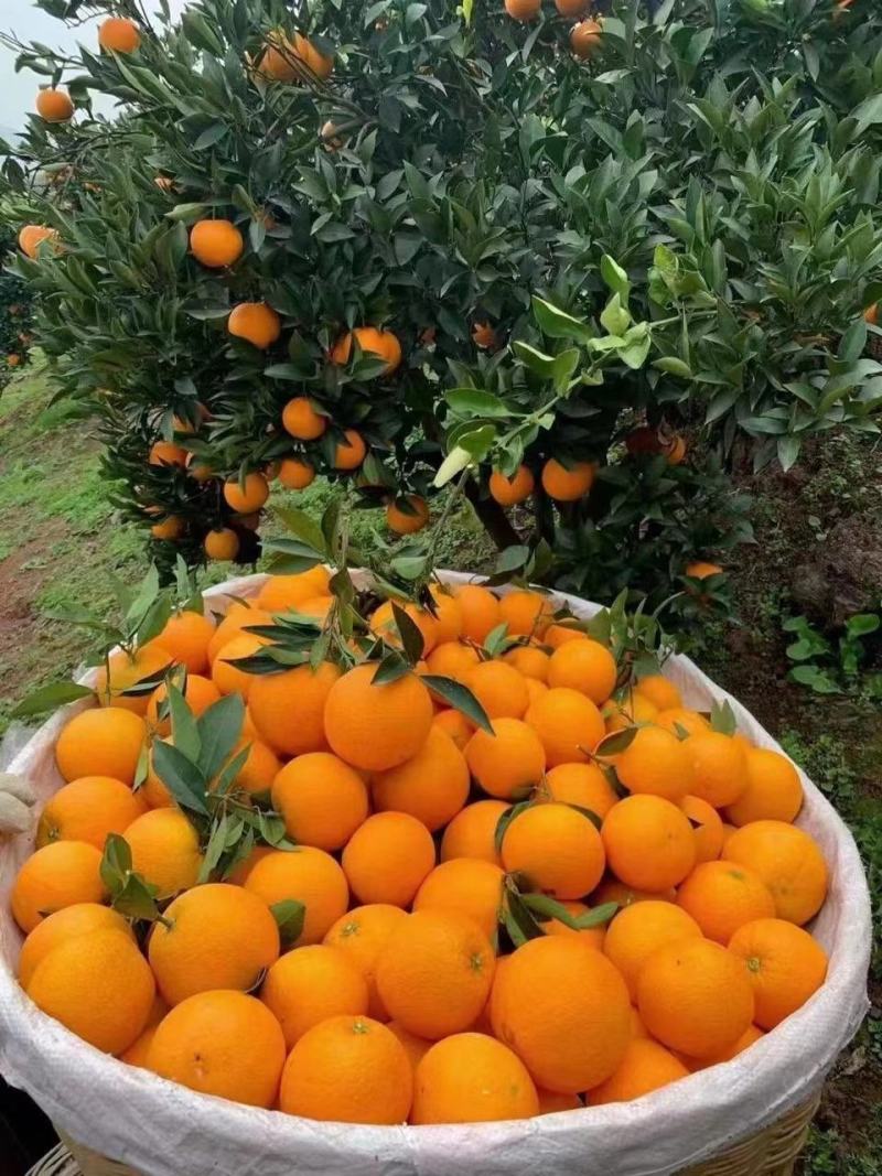 长虹口感甜水分足，电商，社团超市市场外贸出口