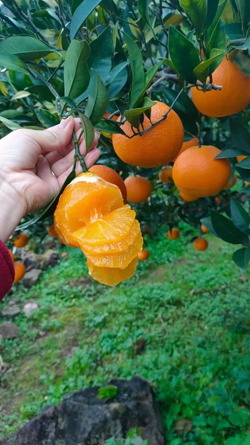 长虹口感甜水分足，电商，社团超市市场外贸出口