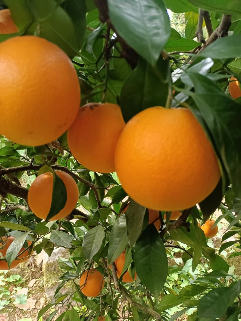长虹口感甜水分足，电商，社团超市市场外贸出口