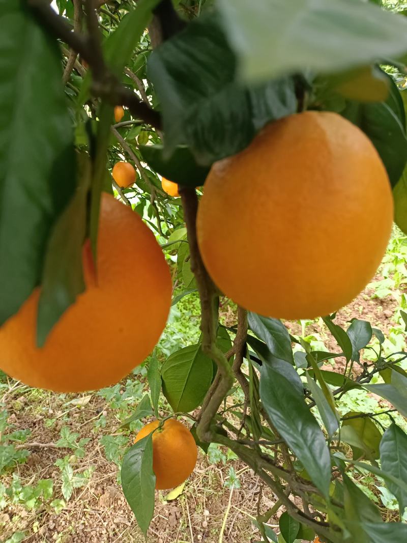 长虹口感甜水分足，电商，社团超市市场外贸出口