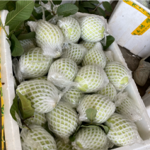 白心芭乐大量有货