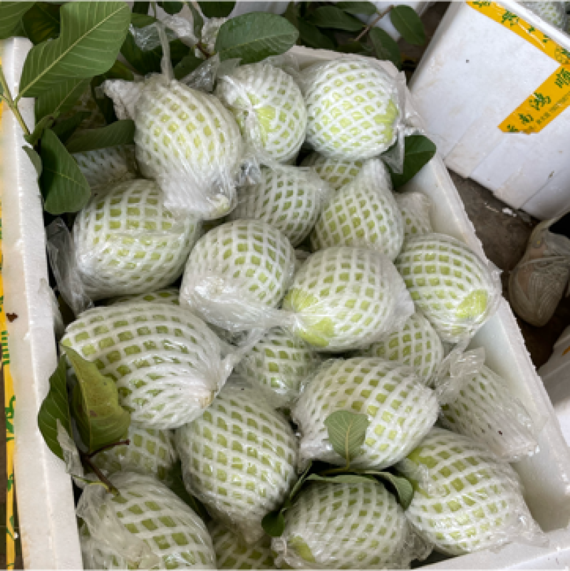 白心芭乐大量有货