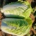 纯黄心短棵黄心大白菜大量上市