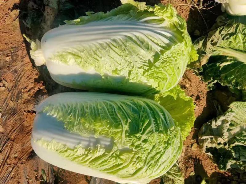 纯黄心短棵黄心大白菜大量上市
