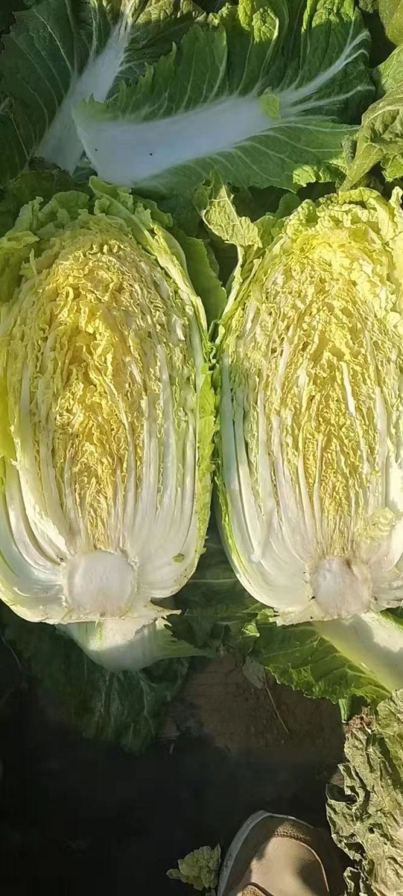 纯黄心短棵黄心大白菜大量上市