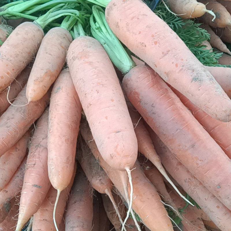 胡萝卜大量供应，纯沙地，鲜亮，带叶，不带叶，都