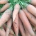 胡萝卜大量供应，纯沙地，鲜亮，带叶，不带叶，都