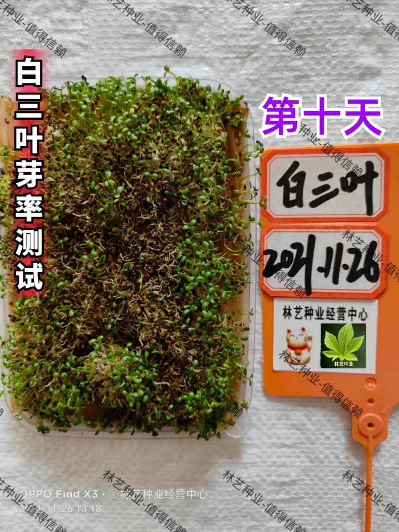 进口白三叶种子红三叶矮生耐阴园林护坡绿化草种