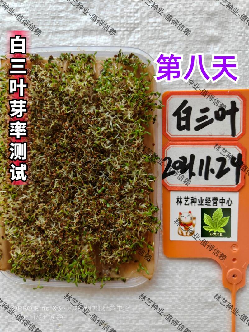 进口白三叶种子红三叶矮生耐阴园林护坡绿化草种